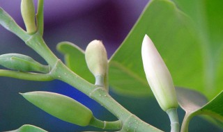 白兰花的风水好吗放在什么位置合适（白兰花风水有什么讲究）