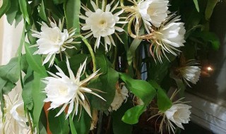 家庭养昙花对风水好吗有什么禁忌（家庭养昙花的禁忌）