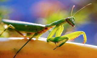 螳螂吃米饭吗 怎么才能消灭蟑螂