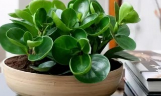 真实揭秘豆瓣绿防辐射的真相 豆瓣绿辟邪吗