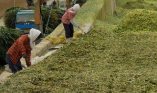 简单的青贮饲料方法 简单的青贮饲料方法视频