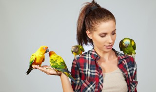 鹦鹉怎么区分雌雄（鹦鹉怎么区分雌雄图解）