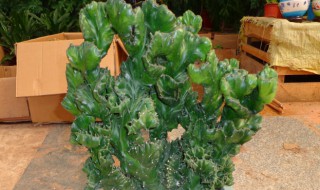 麒麟花的作用和风水如何 麒麟花有什么风水作用