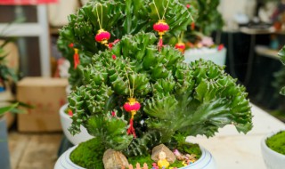 麒麟掌的风水作用好不好 麒麟掌的风水作用好不好看