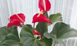 粉掌和红掌哪个好有哪些区别（粉掌和红掌哪个好有哪些区别和功效）