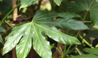 八角金盘的风水作用好吗 八角金盘中哪里旺风水