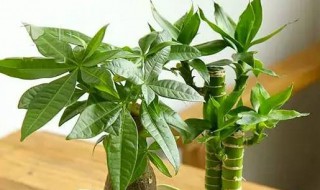 摇钱树摆放风水禁忌有哪些（摇钱树摆放什么位置好）