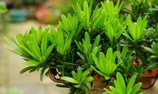 罗汉松养在家里好吗（罗汉松寓意什么风水）