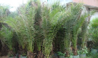 蒲葵树是风水树吗（蒲葵树是风水树吗图片）