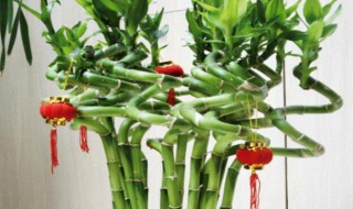 转运竹放在什么位置好养几支最旺运(转运竹放哪里最旺财)