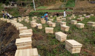 一箱蜂一年能分几箱(一箱蜂一年能分几箱采蜜)