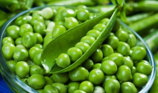 豌豆相克的食物 豌豆相克的食物中毒