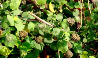 磨盘草的两大主要功效是什么 磨盘草的功效与作用及食用方法