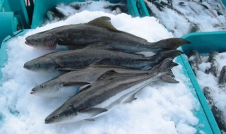 军曹鱼的营养价值（军曹鱼别名）