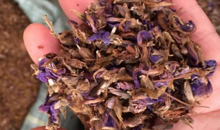 葛花泡茶的作用是什么（葛花茶的作用与功效禁忌）