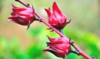 洛神花是什么 洛神花是什么颜色