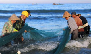 笋壳鱼的营养价值 下章鱼