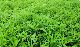 芦蒿是什么 芦蒿是什么季节的蔬菜