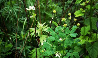 瓣蕊唐松草是什么 瓣蕊唐松草是什么科