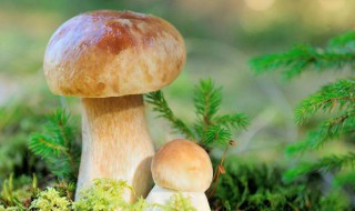 牛肝菌是什么呢（牛肝菌是什么菌类）