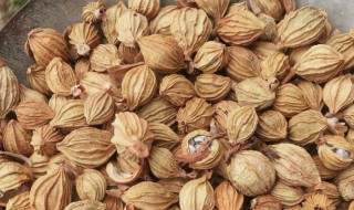 香砂仁的营养价值 香砂仁的别名是什么