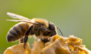 招蜂技巧（招蜂技巧如何找蜂王）