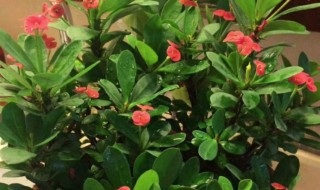 养虎刺梅花不吉利吗 大叶虎刺梅的修剪示意图