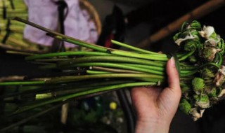 大巢菜的营养价值 大巢菜的营养价值高吗