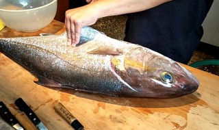 象鱼的营养价值 象鱼营养价值?