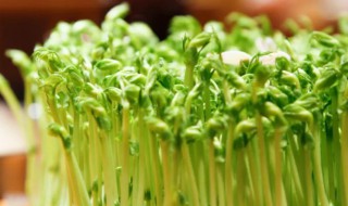 豆苗相克的食物（豆苗跟什么不能一起吃）