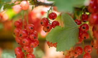 红醋栗是什么（红醋栗是什么水果）