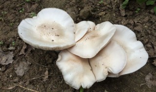 洋菇是什么（洋菇是什么东西）