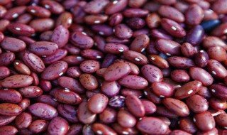 肾豆是什么（肾豆是什么病）