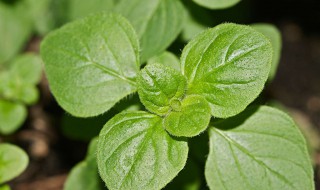 牛至叶是什么（牛至叶是什么香料）