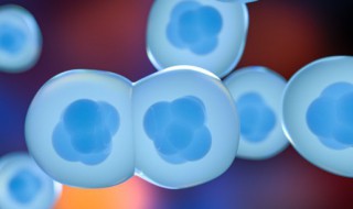 高中生物体液免疫过程(高中生物体液免疫过程文字)