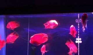 红鹦鹉鱼该如何养（红鹦鹉鱼好养不好养）