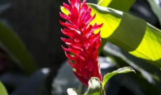 红丝姜花的养殖方法和技巧 红丝姜花的养殖方法和技巧图片