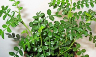 清香木放客厅会破财吗(清香木放客厅会破财吗)