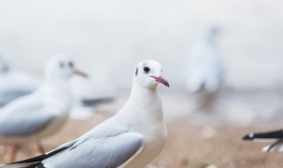 鸽子养多久才不怕飞走 怎么养鸽子不怕它飞走