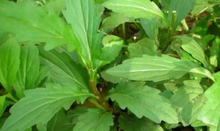 马兰头是什么（马兰头是什么意思）