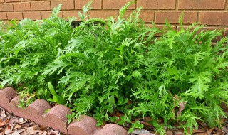 雪里蕻是什么（雪里蕻是什么菜叶子）