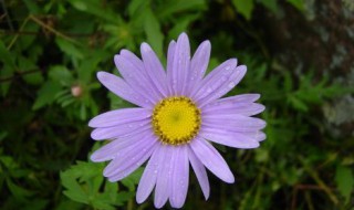 紫菀怎么读（菀怎么读）