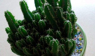 万重山能不能放在室内（万重山能不能放卧室）