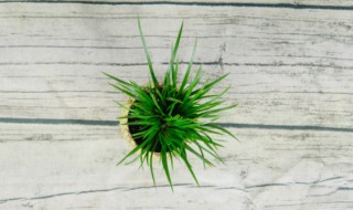 菖蒲的养殖方法介绍（菖蒲的养殖方法介绍视频）