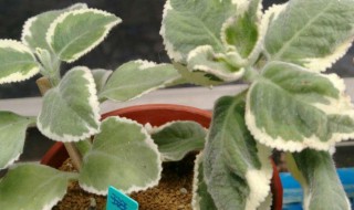 斑叶天章怎么养 斑叶植物图片