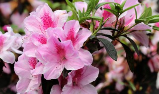 杜鹃花长的好的4种方法 杜鹃花长的好的4种方法是什么