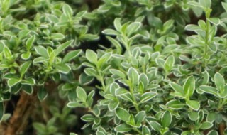 六月雪怎么养殖 六月雪怎样养殖