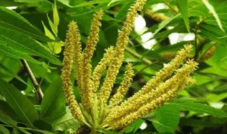 化香树怎么养(化香树的功效和作用)