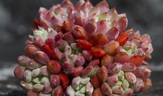 多肉莱恩怎么养（多肉 莱恩）