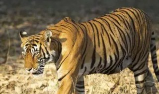 母老虎的意思（母老虎的意思用成语表达）